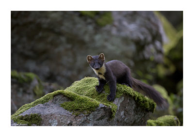 European Pine marten (Martes martes)