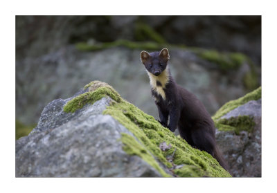 European Pine marten (Martes martes)