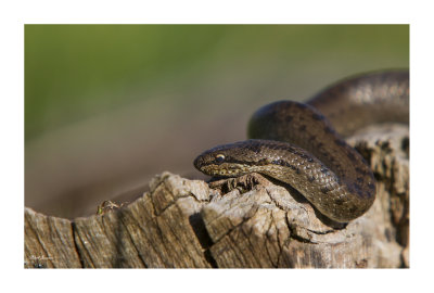 Smooth snake (Coronella austriaca)