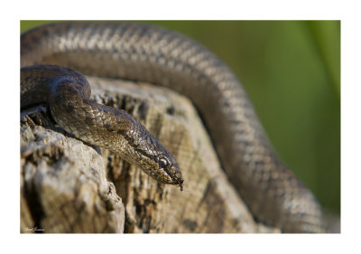 Smooth snake (Coronella austriaca)