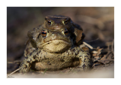 Toad