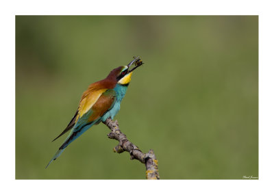 Beeater (Merops apiaster)