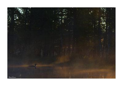 Red throated Loon