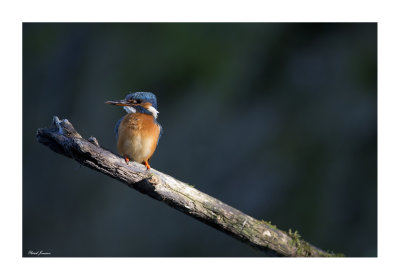 Kingfisher (Alcedo Atthis)