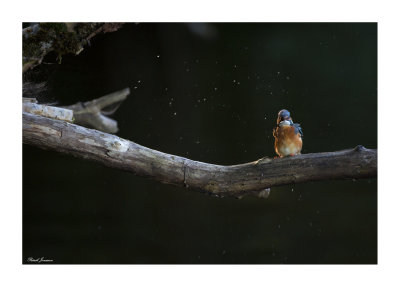 Kingfisher (Alcedo Atthis)