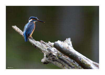 Kingfisher (Alcedo Atthis)