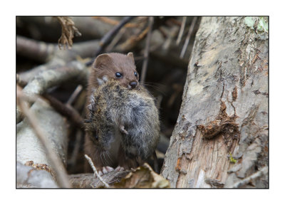 Weasel (Mustela nivalis)