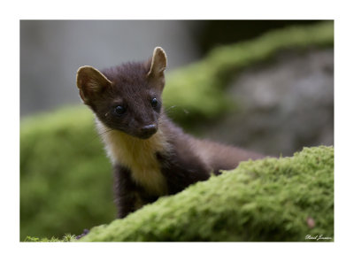 European Pine marten (Martes martes)