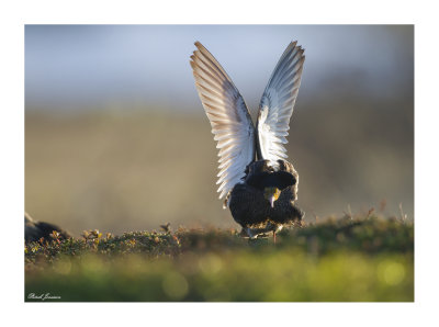 Varanger June 2014