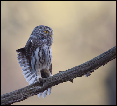 Pygmy Owl