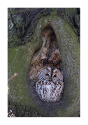 Tawny Owl