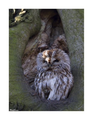 Tawny Owl