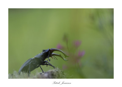 Stagle beetle (Lucanus Cervus)