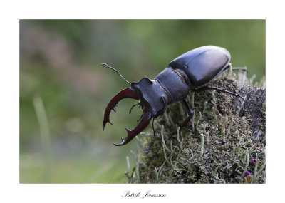 Stagle beetle (Lucanus Cervus)