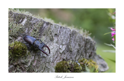 Stagle beetle (Lucanus Cervus)