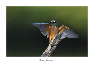 Kingfisher (Alcedo atthis)