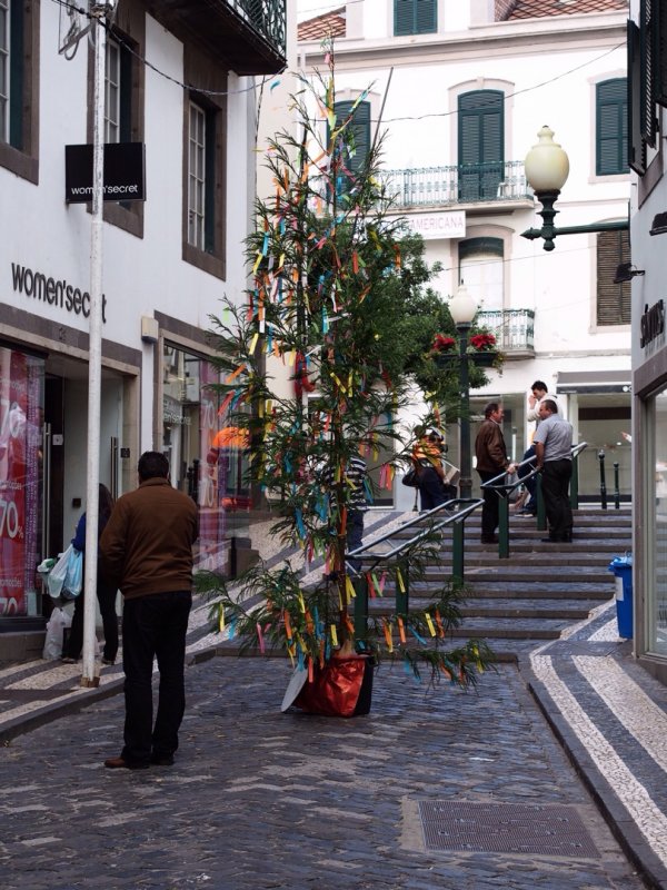 Street tree