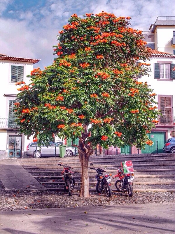 Funchal tree