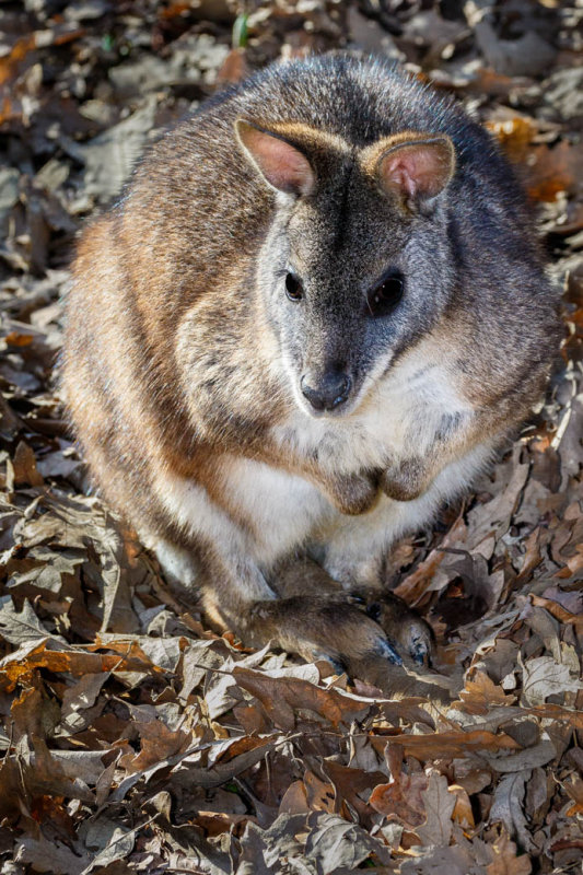Parma Wallaby