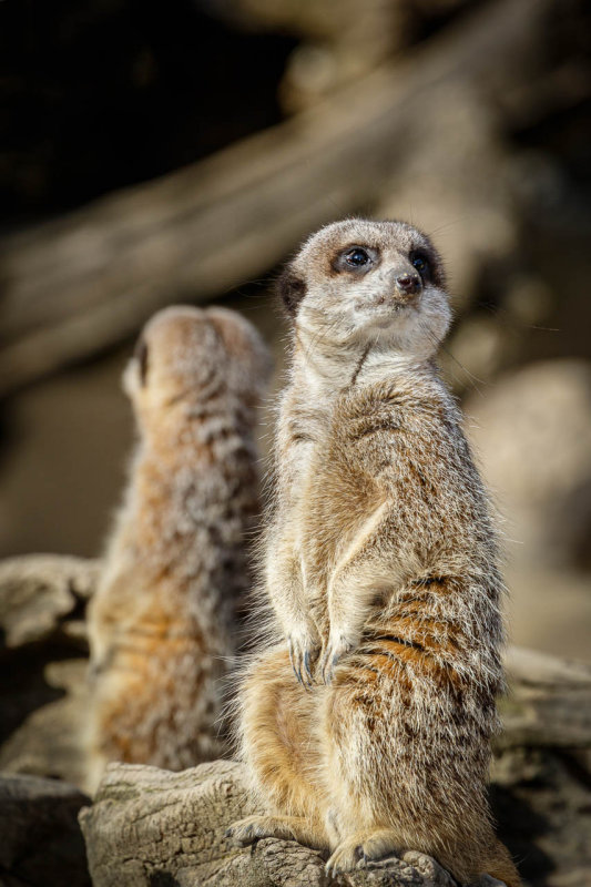 Meerkats 1