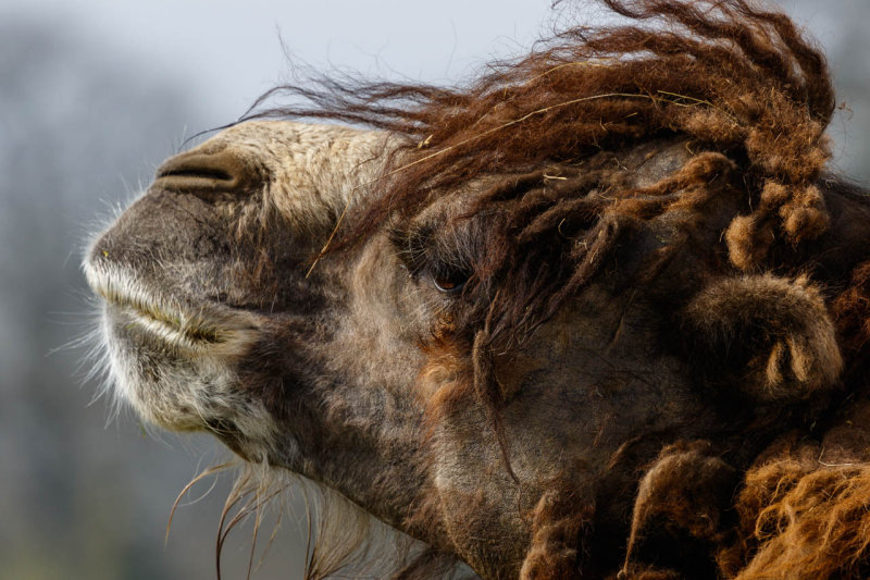 Bactrian Camel