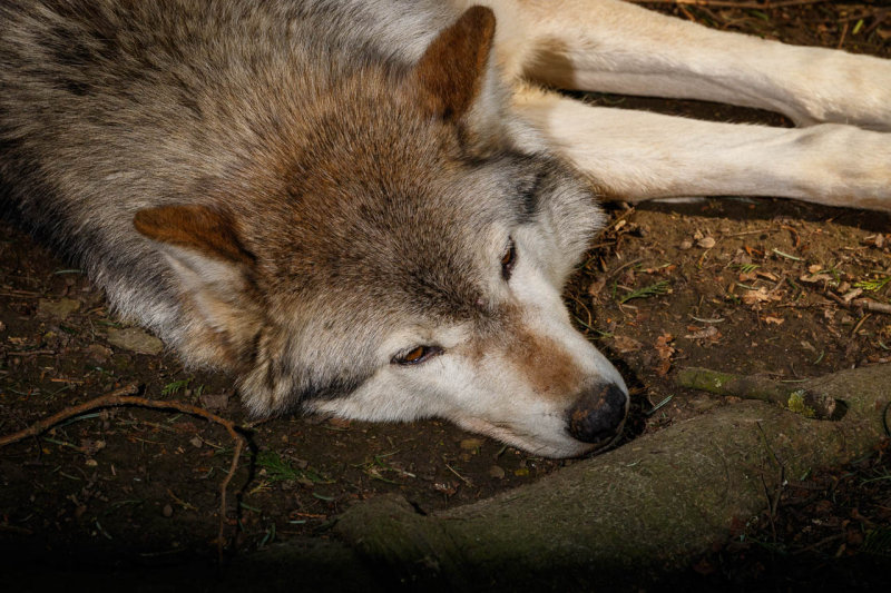 Canadian Timber Wolf 2