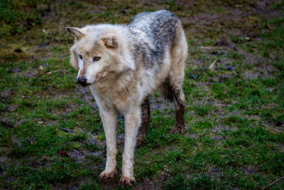 Canadian Timber Wolf
