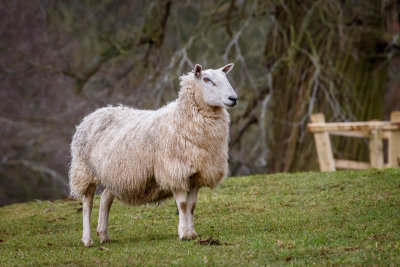 Sheep