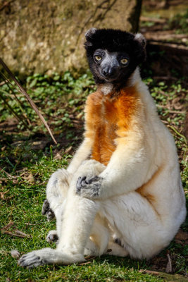 Sifaka