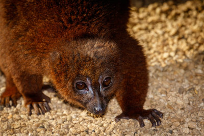 Red Bellied Lemur