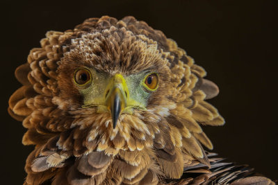Bateleur Eagle