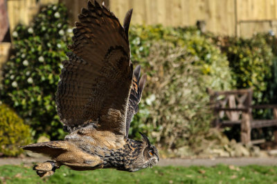 Bengal Eagle Owl