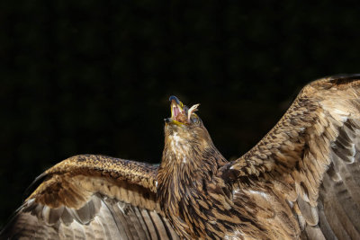 Golden Eagle 2