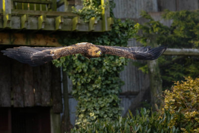 Golden Eagle
