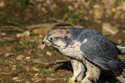 Lanner Falcon