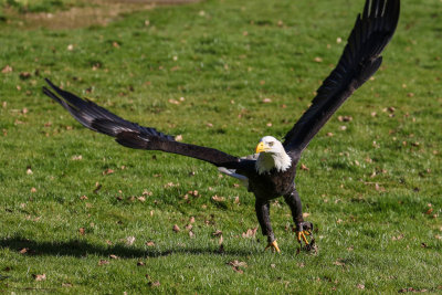 Bald headed Eagle 2