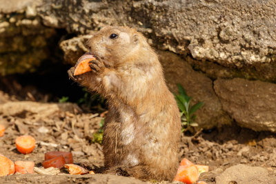 Prairie Dog