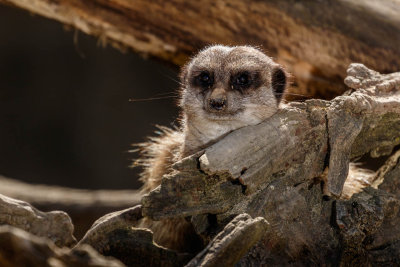 Meerkats