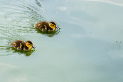 Ducklings