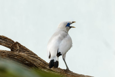 Bali Mynah