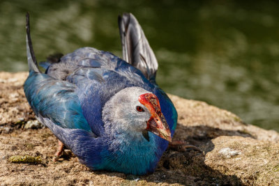 Purple Swamphen