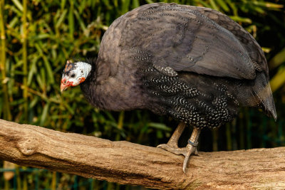 Helmeted Guineafowl