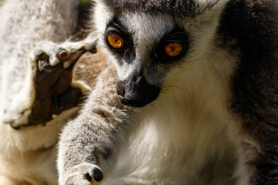 Lemurs