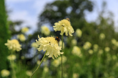 Hidcote-13