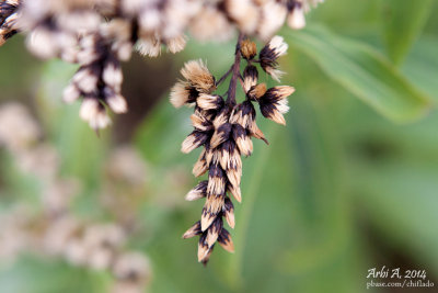 Pencil flower