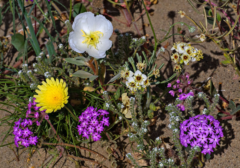 Anza Borrego Spring.jpg