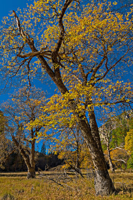 Autumn Leaves of Valley Oak.jpg