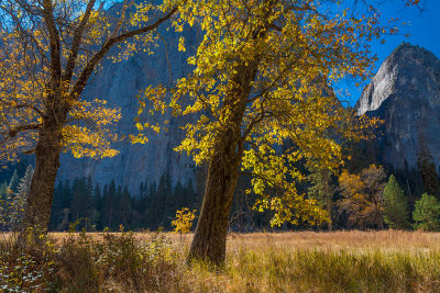 Yosemite Oaks in Fall.jpg