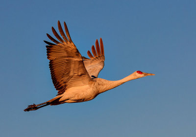 Sandhill Crane in the Morning Sky.jpg