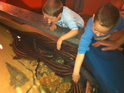 Petting sharks